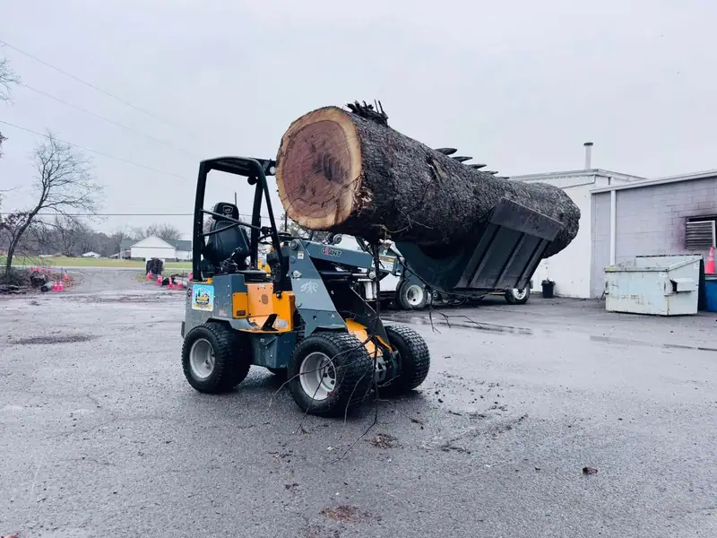 A compact loader carrying a huge cut trunk section across a lot toward the dump truck