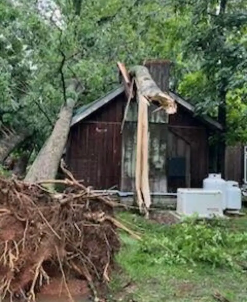 A storm-snapped tree resting on the roof of a wooden shed